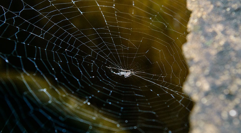 What do spiders do in the winter?