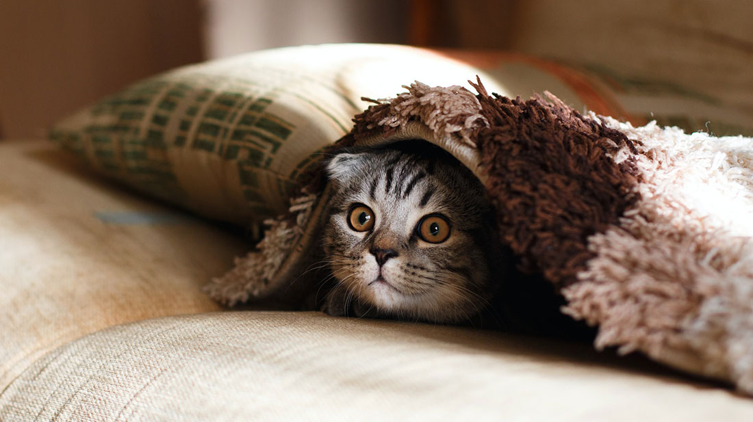 A kitten under covers