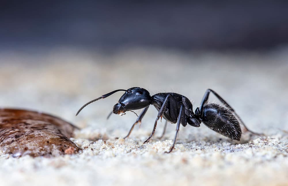 Signs You Have an Ant Problem
