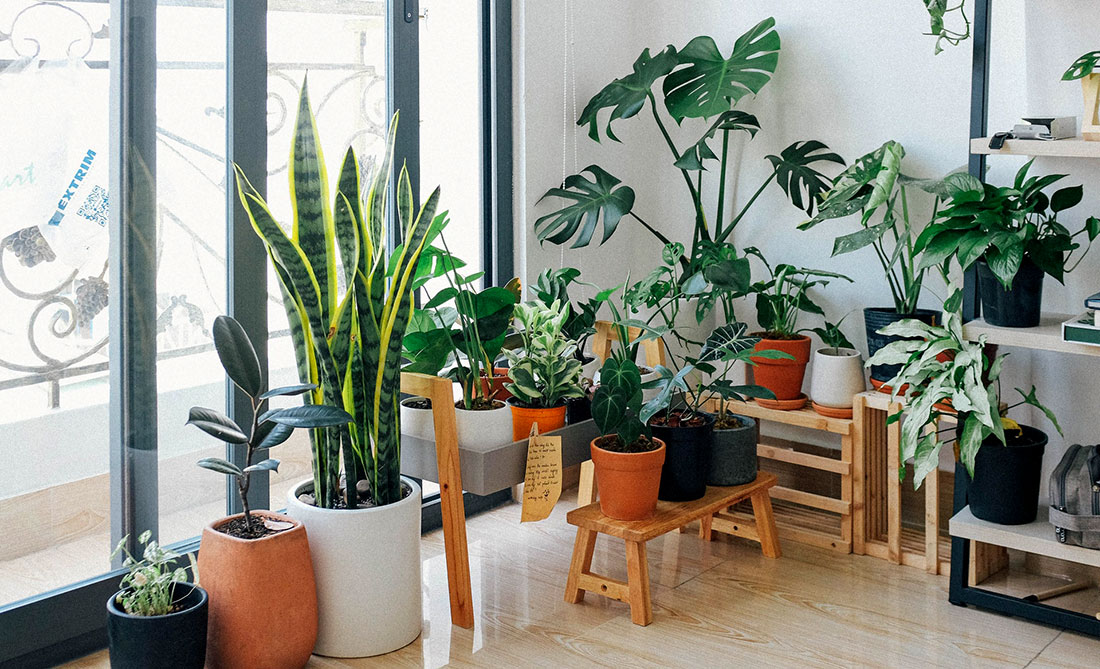 A lot of different house plants next to a large window in a living room.