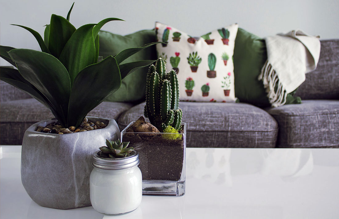 Tree cactuses on a coffee table in front of a gray couch with a colorful comfort pillow on it.