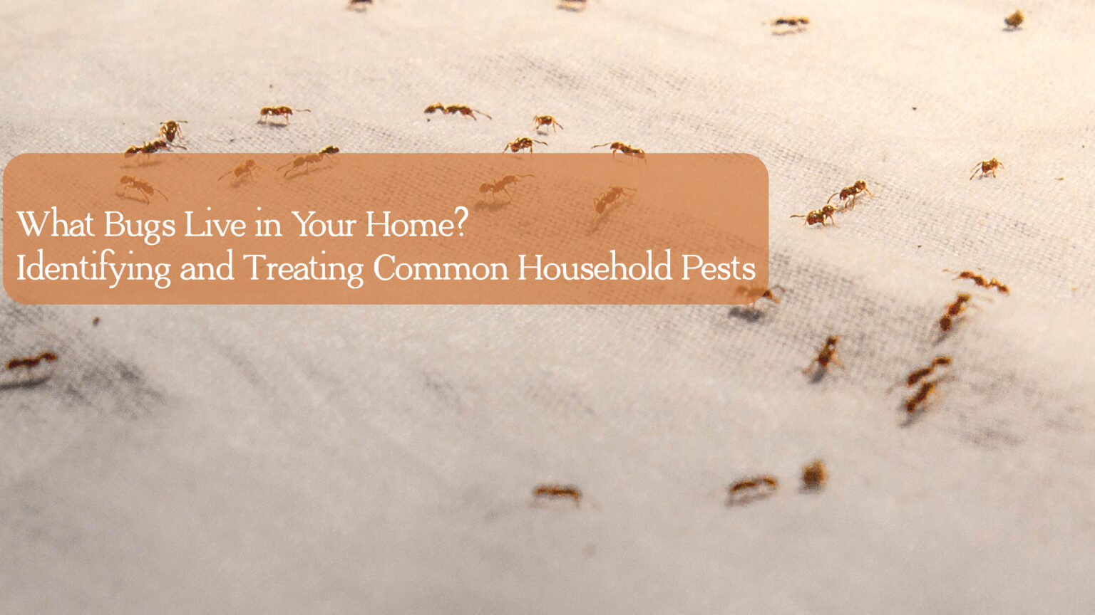 What Bugs Live in Your Home? Identifying and Treating Common Household