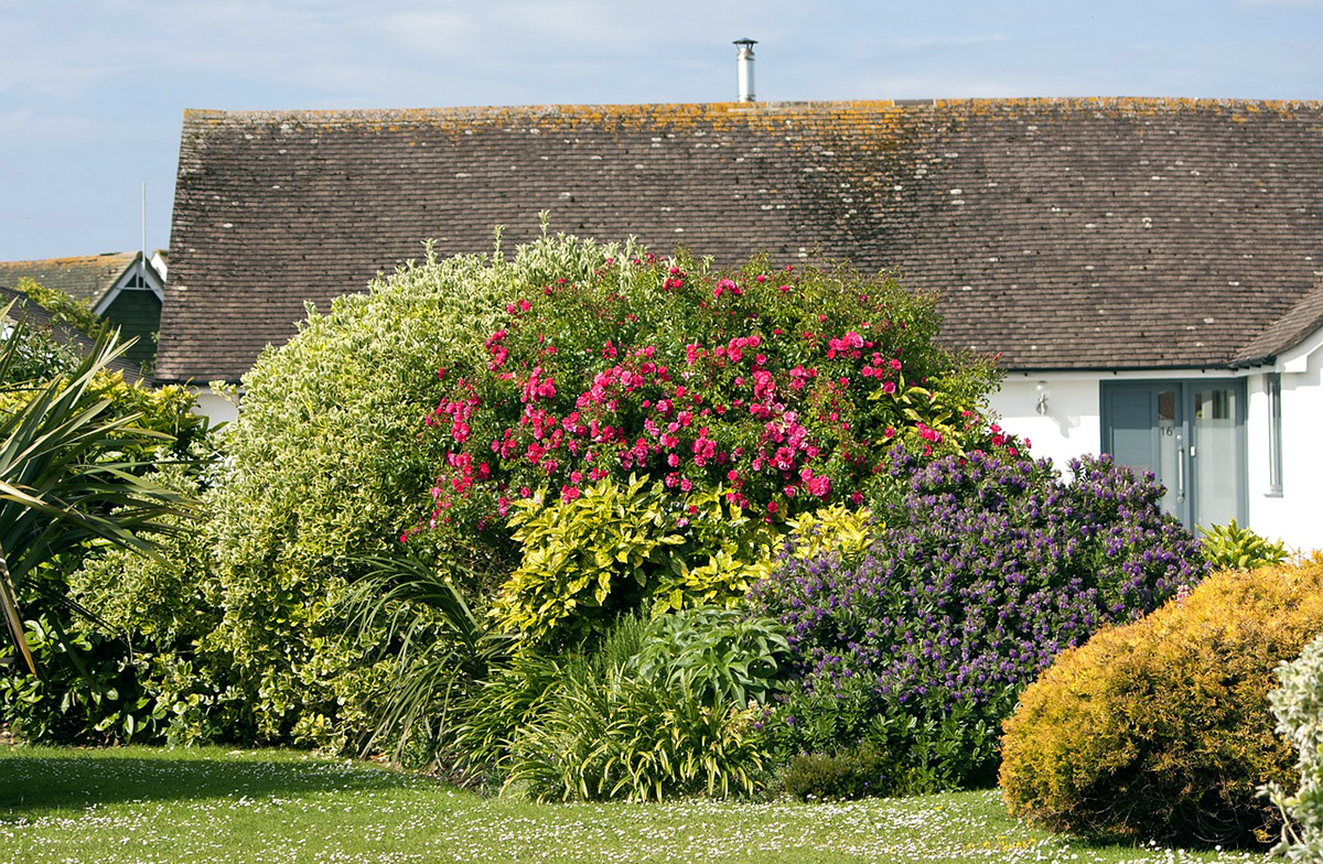 A yard with large and colorful bushes