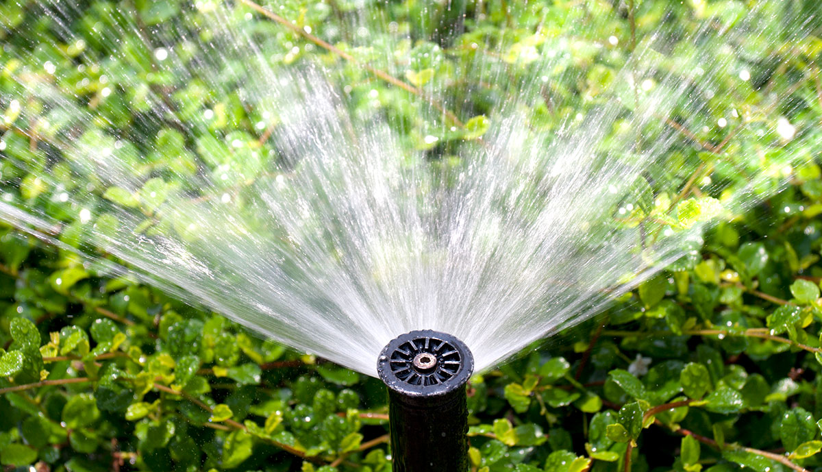 Sprinkler head watering the bush and grass